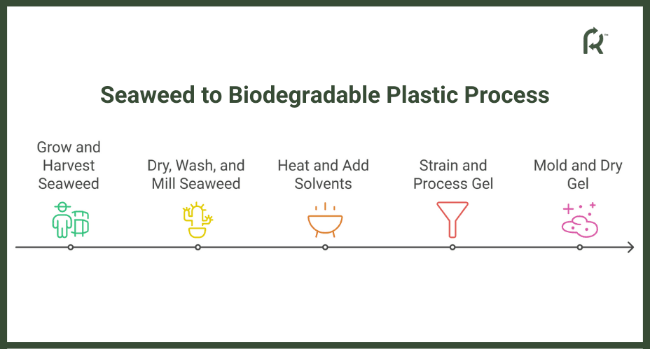 Seaweed to Biodegradable Plastic Process